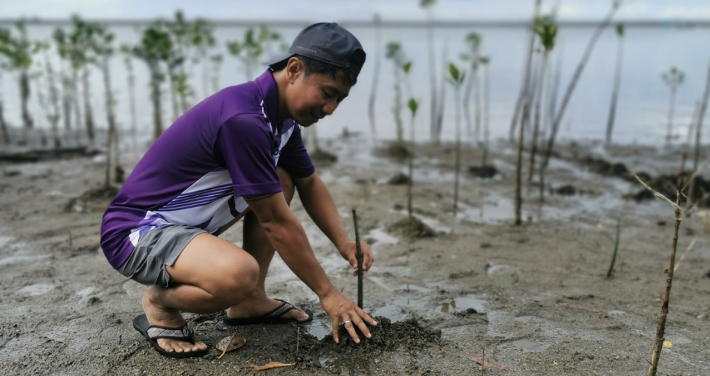 mangrove tree planting